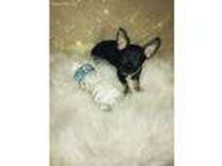 Chihuahua Puppy for sale in Newport, OH, USA