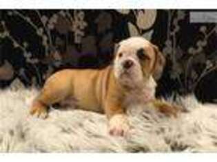 Beabull Puppy for sale in Unknown, , USA