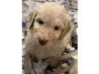 Labradoodle Puppy for sale in Willington, CT, USA