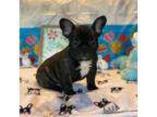 French Bulldog Puppy for sale in Sandyville, WV, USA