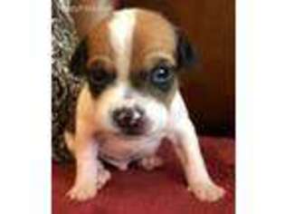 Rat Terrier Puppy for sale in Fontana, CA, USA