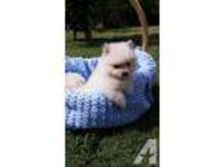 Pomeranian Puppy for sale in BELLFLOWER, CA, USA