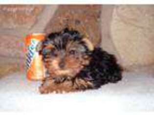 Yorkshire Terrier Puppy for sale in Jacksboro, TX, USA