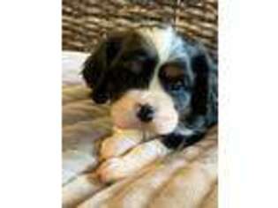 English Toy Spaniel Puppy for sale in Unknown, , USA