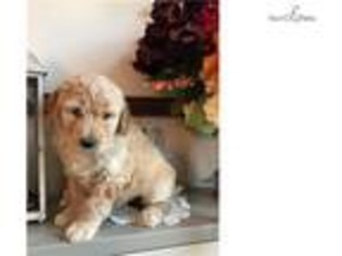 Labradoodle Puppy for sale in State College, PA, USA