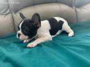French Bulldog Puppy for sale in Selkirk, NY, USA