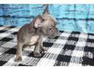 French Bulldog Puppy for sale in Baxter, IA, USA
