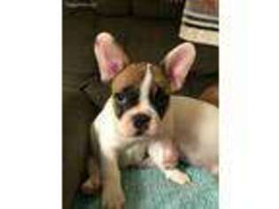French Bulldog Puppy for sale in Harrison, OH, USA