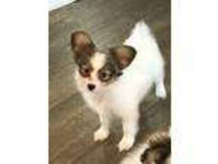 Papillon Puppy for sale in Bethpage, TN, USA