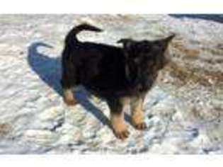 German Shepherd Dog Puppy for sale in Long Prairie, MN, USA