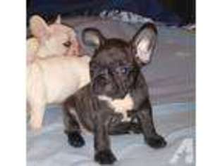 French Bulldog Puppy for sale in THORNDALE, TX, USA