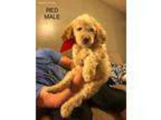 Goldendoodle Puppy for sale in Athens, OH, USA