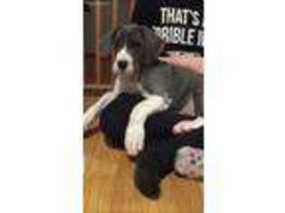 Great Dane Puppy for sale in Southington, OH, USA