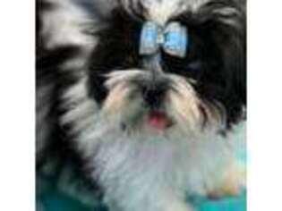 Mutt Puppy for sale in Crescent, OK, USA