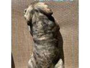 Mastiff Puppy for sale in Pauls Valley, OK, USA