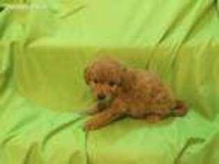 Goldendoodle Puppy for sale in Swansea, MA, USA