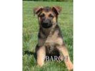 German Shepherd Dog Puppy for sale in Coshocton, OH, USA