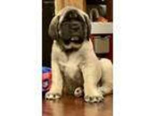 Mastiff Puppy for sale in Pauls Valley, OK, USA
