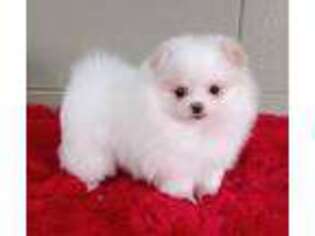 Pomeranian Puppy for sale in San Luis Obispo, CA, USA