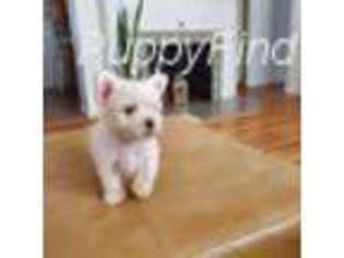 Maltese Puppy for sale in Salem, OR, USA