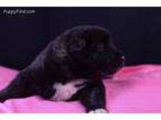 Akita Puppy for sale in Lexington, MS, USA
