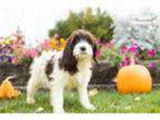 Springerdoodle Puppy for sale in South Bend, IN, USA