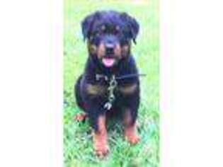 Rottweiler Puppy for sale in NASHVILLE, TN, USA