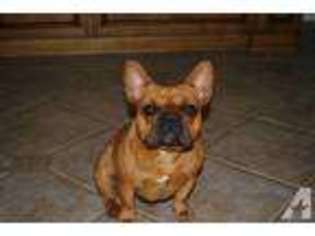 French Bulldog Puppy for sale in FALLBROOK, CA, USA