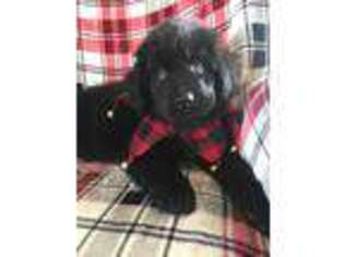 Newfoundland Puppy for sale in Crystal Lake, IL, USA