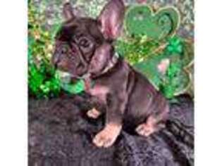 French Bulldog Puppy for sale in Wildomar, CA, USA