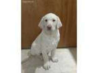 Labrador Retriever Puppy for sale in Lewisburg, PA, USA