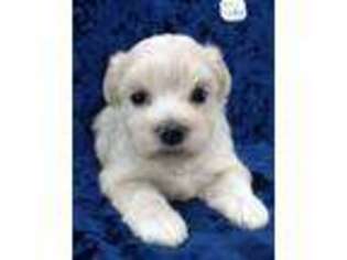 Maltese Puppy for sale in Rocky Mount, NC, USA