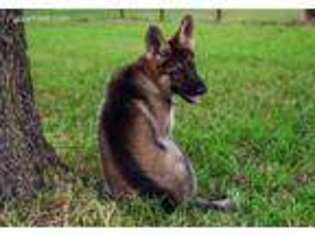 German Shepherd Dog Puppy for sale in Joshua, TX, USA
