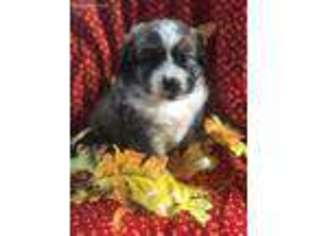 Mutt Puppy for sale in Rimersburg, PA, USA