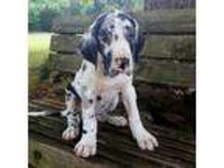 Great Dane Puppy for sale in Pittsburg, KS, USA