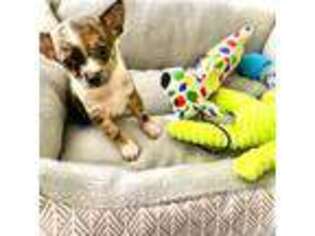 Chihuahua Puppy for sale in Henrico, VA, USA