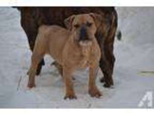 Bulldog Puppy for sale in PORT MATILDA, PA, USA