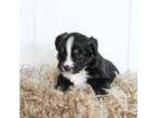 Miniature Australian Shepherd Puppy for sale in Santaquin, UT, USA