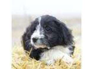 Border Collie Puppy for sale in Great Falls, MT, USA