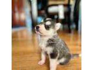 Mutt Puppy for sale in Fall River, MA, USA