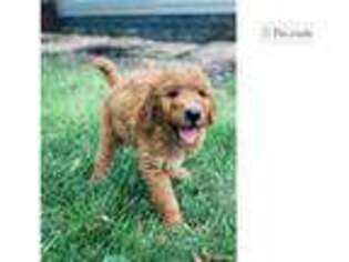 Goldendoodle Puppy for sale in Dayton, OH, USA