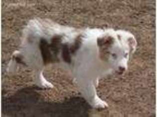 Australian Shepherd Puppy for sale in Holcombe, WI, USA