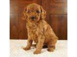 Goldendoodle Puppy for sale in Hull, IA, USA