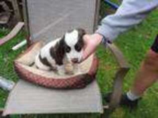 English Springer Spaniel Puppy for sale in Bloomfield, NY, USA