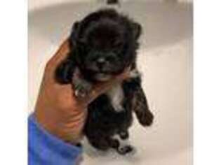 Pomeranian Puppy for sale in Beaumont, TX, USA