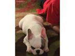 French Bulldog Puppy for sale in REHOBOTH BEACH, DE, USA