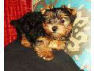 Yorkshire Terrier Puppy for sale in CHULA VISTA, CA, USA