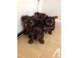 Yorkshire Terrier Puppy for sale in CORNING, CA, USA