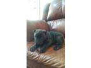 Cane Corso Puppy for sale in Van Alstyne, TX, USA