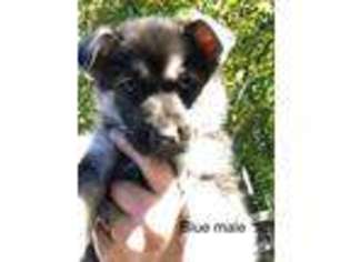 German Shepherd Dog Puppy for sale in Purcellville, VA, USA